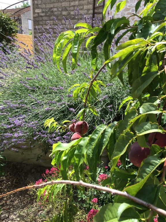 Mas Moineau Bed and Breakfast Mézoargues Εξωτερικό φωτογραφία